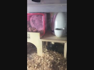 白黒つけましょう