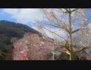 クリスタル・ガラスのサクラ
