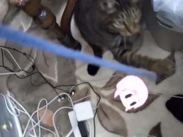 【うちの猫】チーとゆっくりあお子【チー】