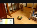 【癒し】ニンテンドーラボを見せたワンコの反応！愛犬モコ Nintendo Labo Dog's Reaction
