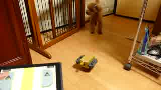 【癒し】ニンテンドーラボを見せたワンコの反応！愛犬モコ Nintendo Labo Dog's Reaction