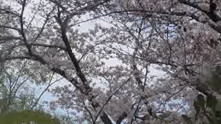 東京散歩2019.3.31　桜　皇居乾通り①