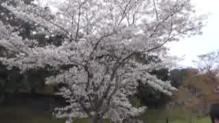東京散歩2019.3.31　桜　皇居乾通り②