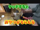 おやつが欲しくて必死の形相でタッチするうちのおねこさま