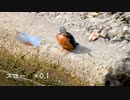 偶然カワセミが飛んでるところ映った（映ってない）