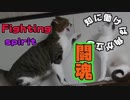 ケンカして帰ってきたトゥリヤ