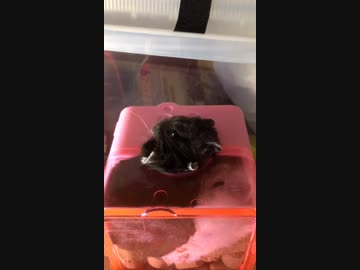 箱「無理無理、もう入らない…」