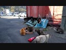 CAT ISLAND in Japan - comparing cat toys ranked on amazon japan