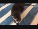 遊び盛りの子供のカワウソご先祖ちゃん