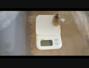 ハムスター飼いました。その67～3月だよ!!体重測定だよ!!半年分の体重推移グラフもあるよ!!～