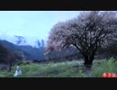 小さな桃風味のデザート デザート、 食べ物、 美味しい、 How to use flowers to make a Chinese pastry_ 张罗了些桃花味的小甜点，碾作汁熬成浆，依旧香的固执