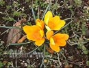 誕生日に贈る言葉～4月1日生まれの意志が強いあなたに－聴きものがたり