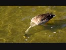 水の中で何か食べるカモさん