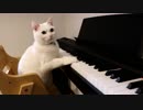 うちのネコはピアニスト