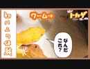 【爬虫類】我が家のハニーワーム初体験！反応はどうかな？【レオパ】