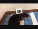 めざまし時計はスルーで遊ぶカワウソご先祖ちゃん