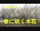 野花を求めて　春に咲く木花