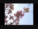 【歌ってみた】ハナミズキ【田中優(ｭｩ)】