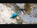 魚を岩に叩きつけてから食べるカワセミ君