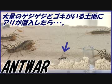 大量のゲジゲジとゴキブリがひしめく土地にアリが侵入した結果・・・。