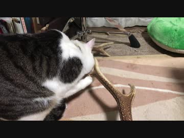 鹿の角が気になった猫