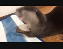 空けれないフタは力で制するカワウソちぃたん