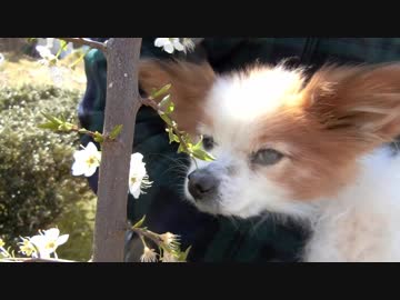 桜に興味はないがキャベツには興味津々なワンコ（パピヨン）2