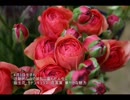誕生日に贈る言葉～4月3日生まれの活動的なあなたに－聴きものがたり