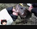 暇つぶしフィッシング part1