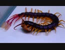 [閲覧注意!!」レッドフェザーテールセンチピード(ムカデ）にゴキブリを与えてみた。(Alipes grandidieri)