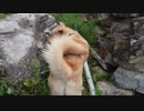 いしがきのなかにいる 2