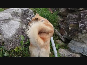 いしがきのなかにいる 2