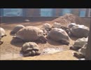 2019年2月18日　iZoo【イズー】