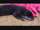 冷えた床でペッタリしてお昼ねが大好きなカワウソ