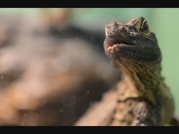 【癒やしに】撮りためてる動物写真を公開してみる【なるかな？】