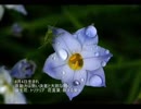 誕生日に贈る言葉～4月4日生まれの大胆な野心家のあなたに－聴きものがたり