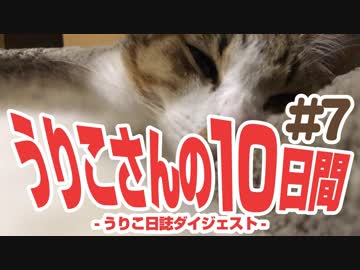 うりこさんの10日間 - 2019#7