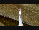 ウサギ