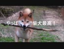 【柴犬ジロー】 やっぱ柴犬最高！【Shiba Inu】