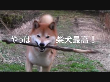 【柴犬ジロー】 やっぱ柴犬最高！【Shiba Inu】