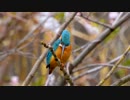 野鳥いろいろ春20190404