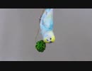 チュン太いろいろ20190404