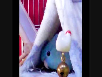 ポケモンGOの音に反応するサザナミインコ