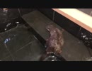 まだお風呂の水が入ってないのに我慢できないカワウソ