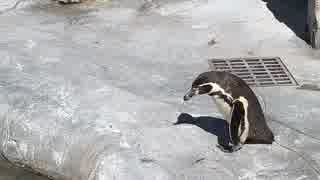 フンボルトペンギンinとべ動物園（未編集版自分用）