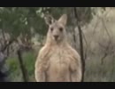 カンガルー、殴られてシュンとする。