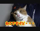 犬と書いた帽子を猫様にかぶっていただきました。