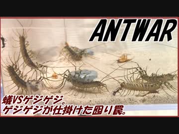 クロヤマアリVSゲジゲジ集団戦～ゲジゲジの仕掛けた罠～