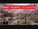 桜吹雪　小鳥の鳴き声　ウグイスのさえずり　広島市東区お花見スポット