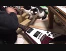 ギターの弦の張替えをするとワクワクする猫